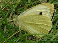 Mariposa de la col u oruga de la col (Pieris brassicae)