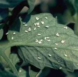 Mosca blanca de las crucíferas: ( Aleyrodes protelella, A. brassicae)